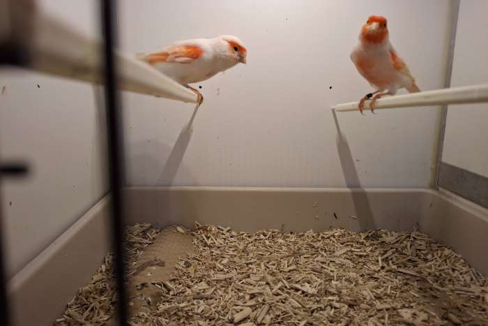 roodmozaiek kanaries