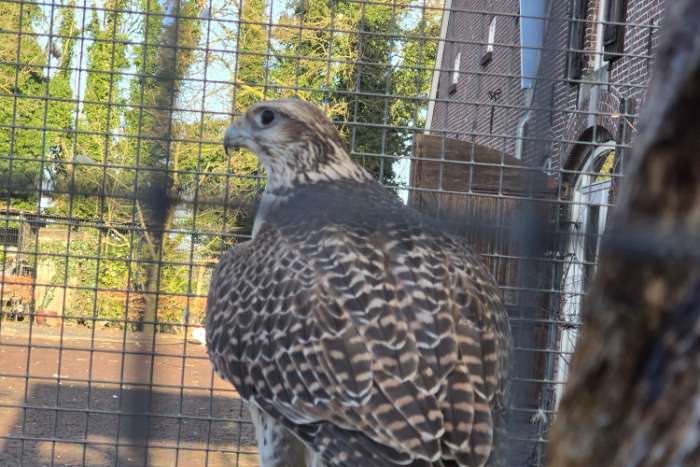 5 sakervalken te koop