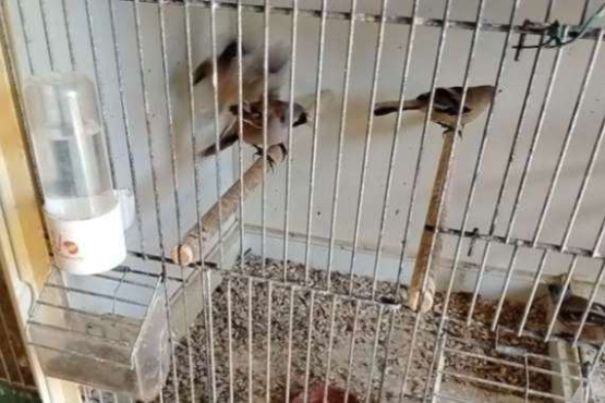 2 koppels onverwante baardmannen broed 2025