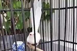 bonte schamalijster pop