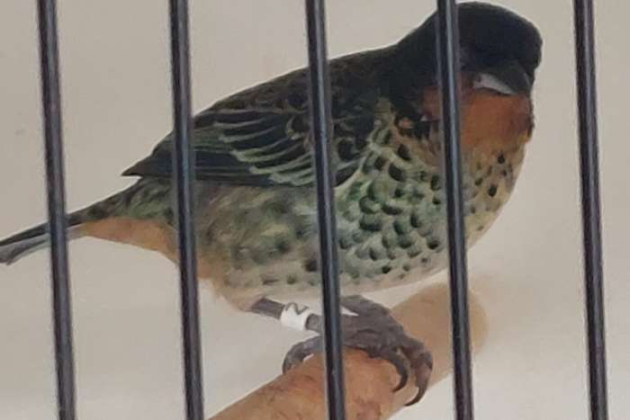 tangara rufigula - roestkeeltangara