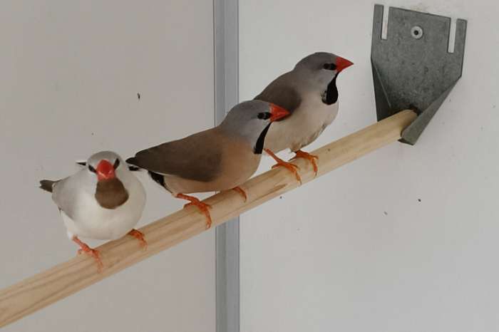 spitsstaartamadines poppen