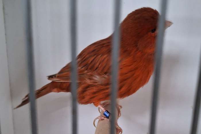 rood intensief satinet ivoor pop