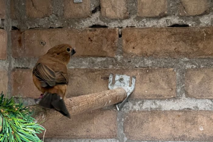 braziliaanse blauwe bisschoppen en rode kardinalen