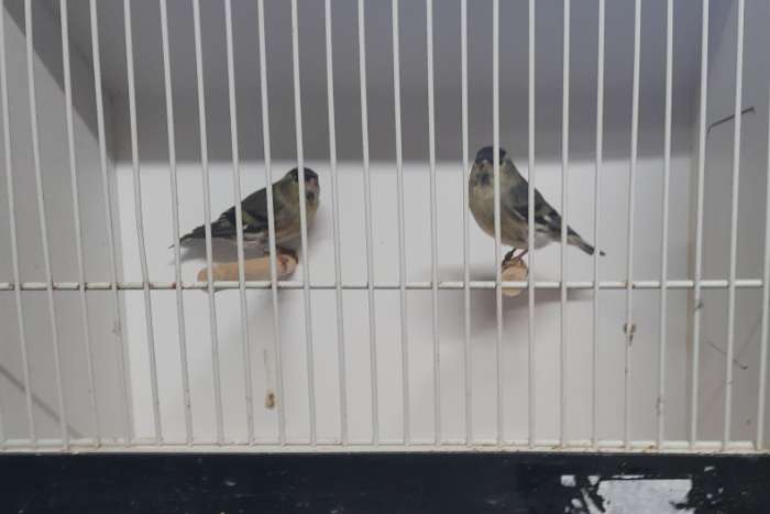 europeese sijs ivoor