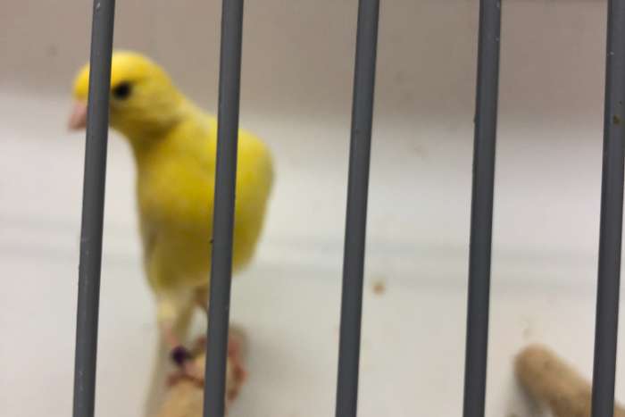 irish-fancy,s te koop