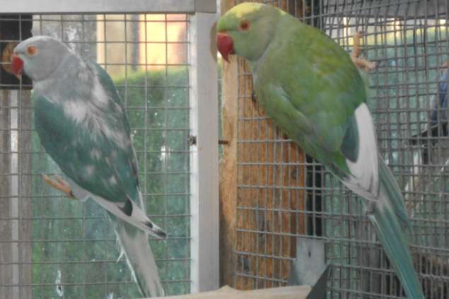 koppel res bonte halsbanden