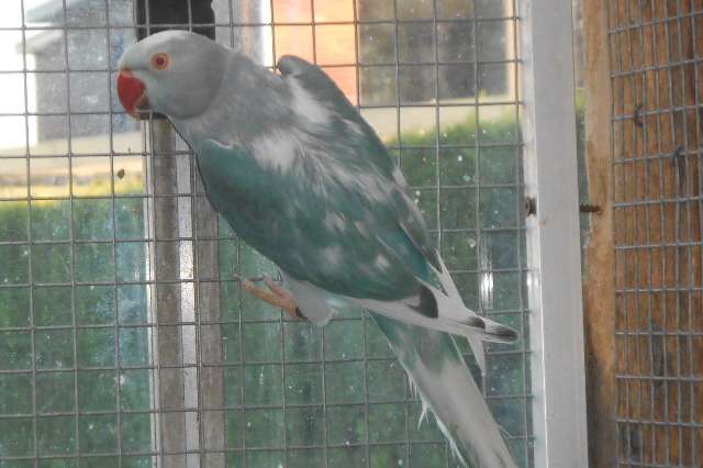 koppel res bonte halsbanden