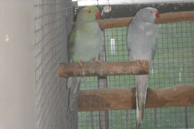 koppel res bonte halsbanden