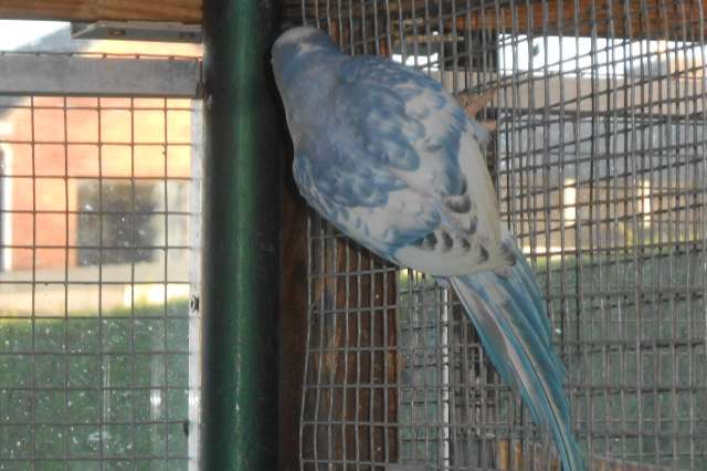 halsbandparkieten rec bont 2025