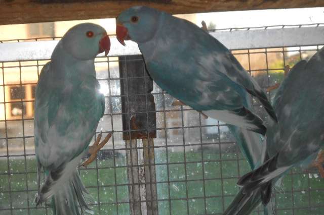 halsbandparkieten rec bont 2025