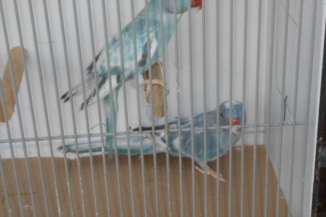 halsbandparkieten rec bont 2025