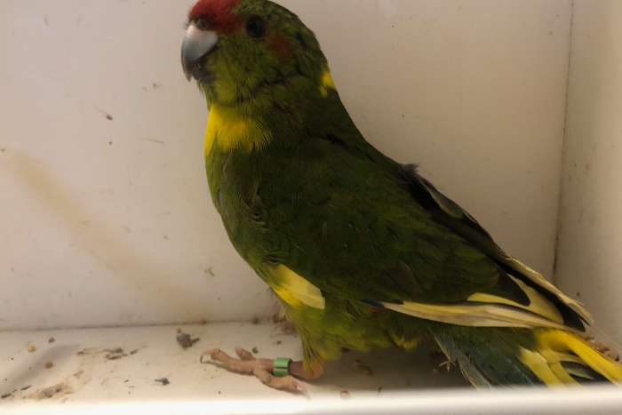 kakariki groen wildkleur pop 2025