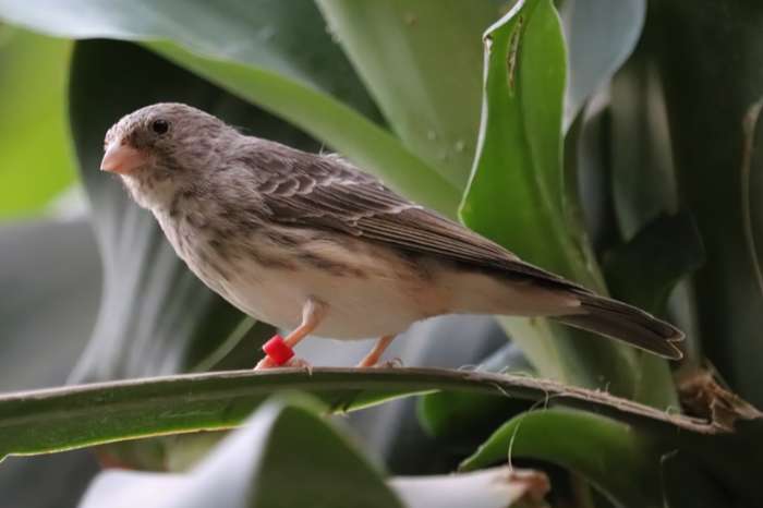 edelzanger man ( crithagra leucopygia)