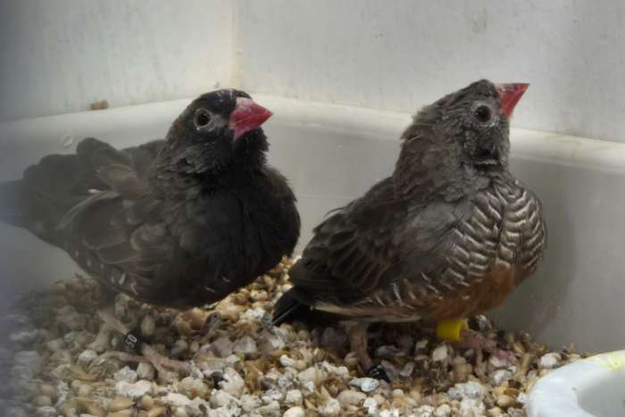 mooi koppel patrijsastrilde + losse man