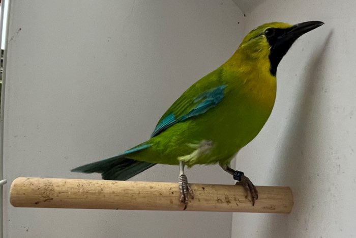 mooie lijst bijzondere vogels ( zangvogels)