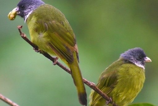 mooie lijst bijzondere vogels ( zangvogels)