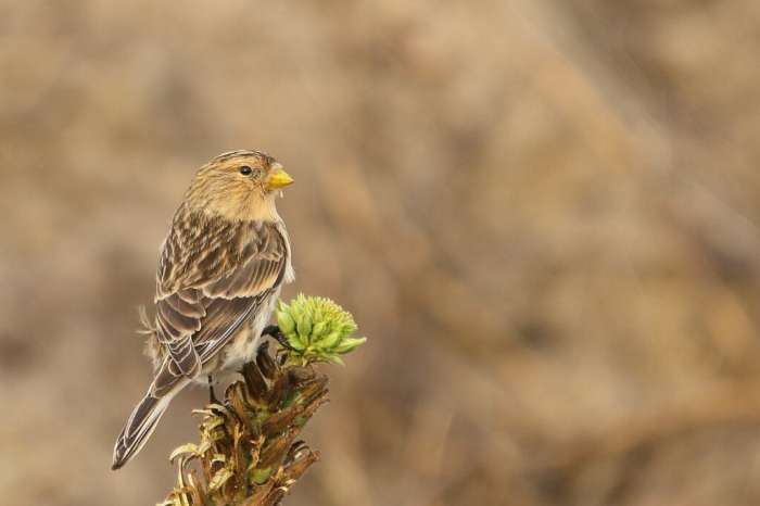 gezocht  frater man en  europese   kanarie man