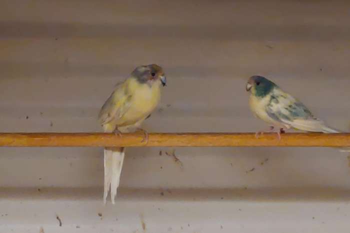 jonge koppels creme en kwkoppels kakariki