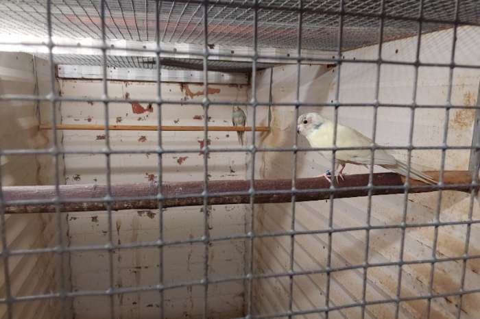 jonge koppels creme en kwkoppels kakariki