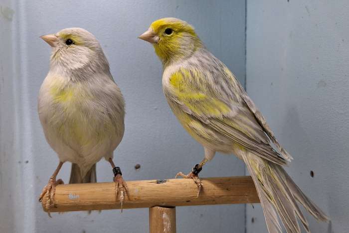 agaat opaal geel mozaïek