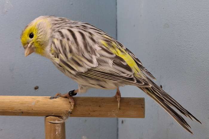 agaat topaas geel mozaïek mannen