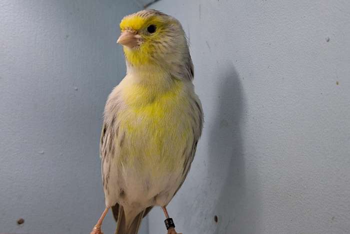 agaat topaas geel mozaïek mannen