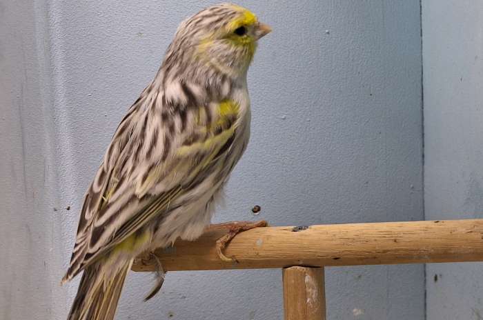 agaat topaas geel mozaïek mannen