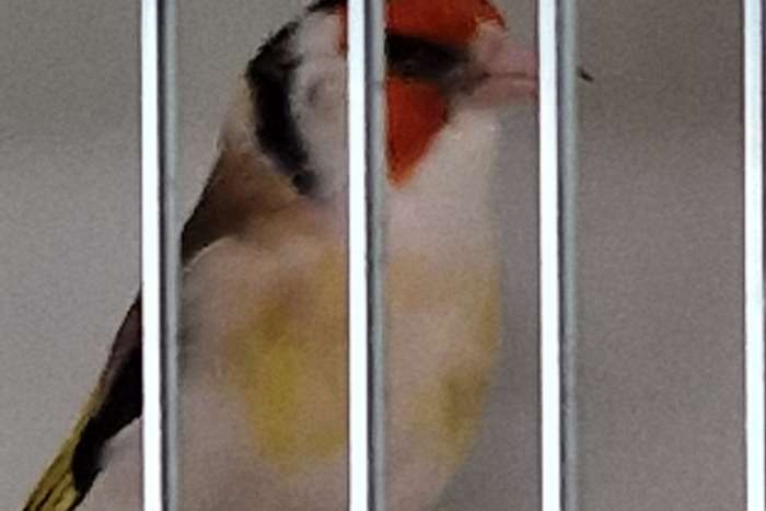 superbe chardonneret majeur