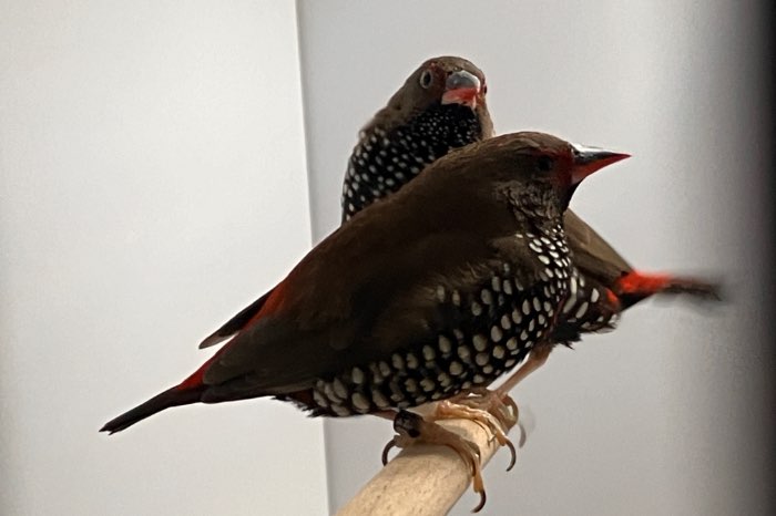 ruilen emblema pop voor vuurvink pop