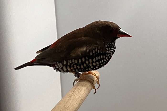 ruilen emblema pop voor vuurvink pop