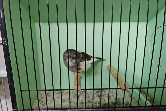 glosters diverse kleuren