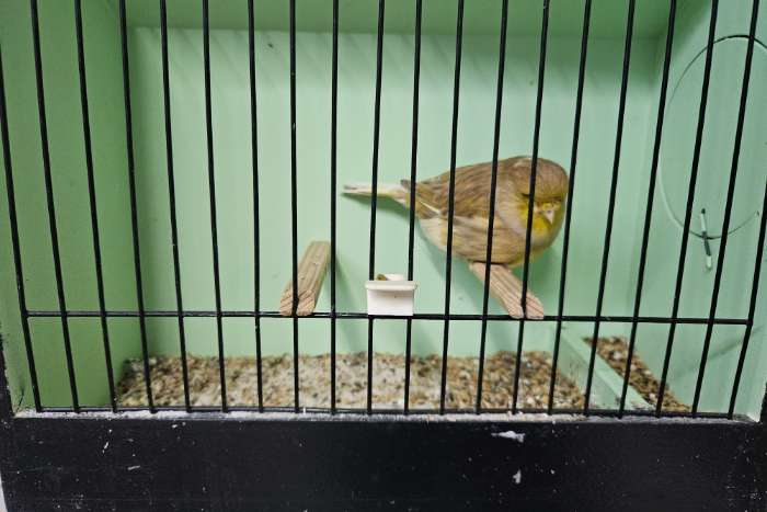 glosters diverse kleuren