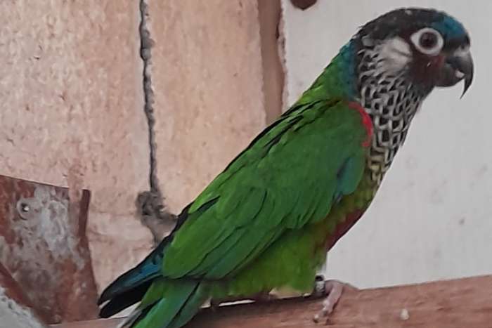 pyrrhura picta picta pop