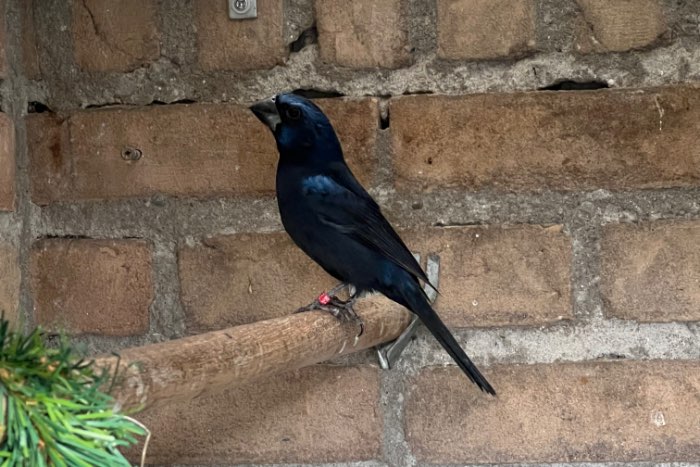 braziliaanse blauwe bisschoppen