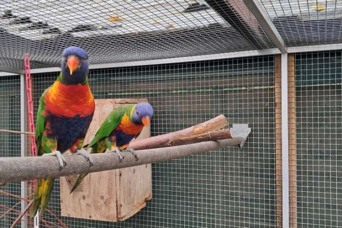 lori v/d blauwebergen