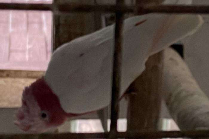 rosé cacatoes -galah