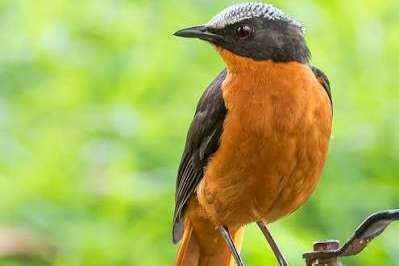 kweekkoppel schubkaplawaaimakers