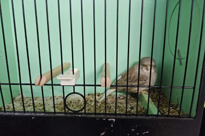 glosters diverse kleuren