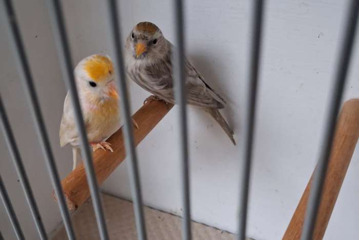 2 koppels agaat x isabel barmsijsjes