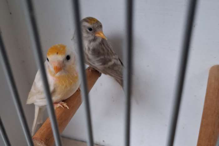 2 koppels agaat x isabel barmsijsjes