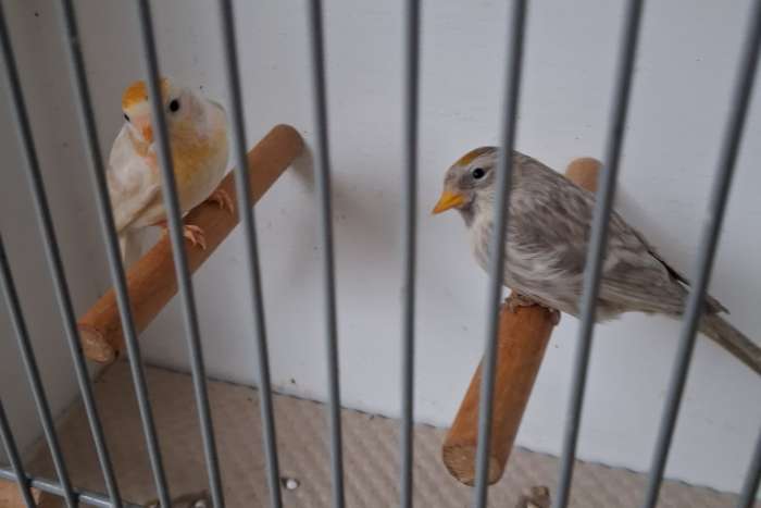 2 koppels agaat x isabel barmsijsjes