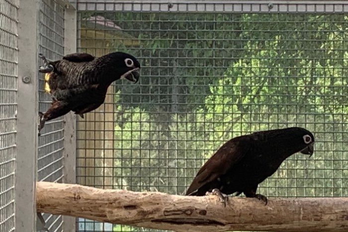 2,1 chalcopsitta atra atra (schwarzlori)