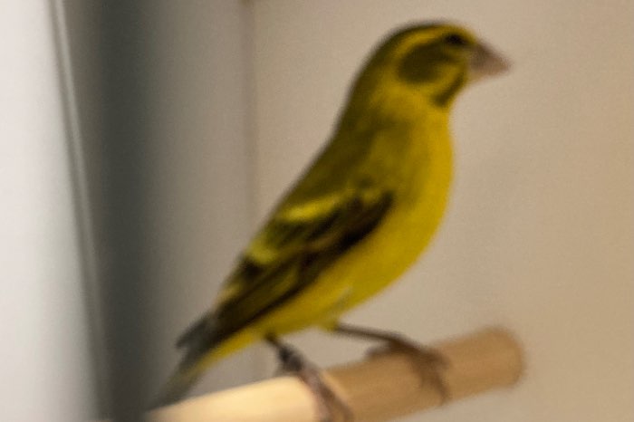 bastaard himalaya groenling x geelbuikcini