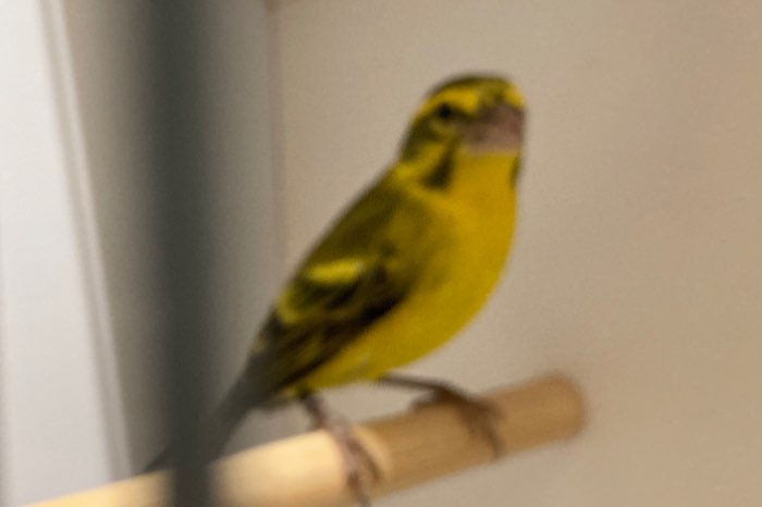 bastaard himalaya groenling x geelbuikcini