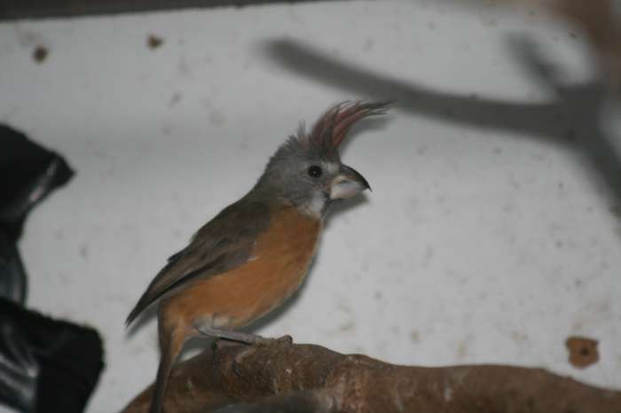 vermiljoen kardinaal pop