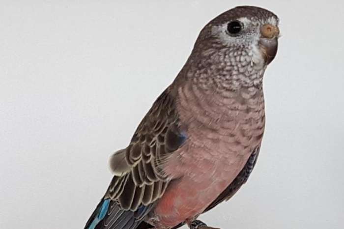 gezocht, wildkleur bourkesparkiet pop