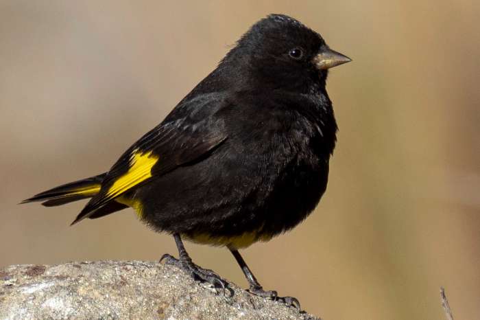 zwarte sijzen ek 2025