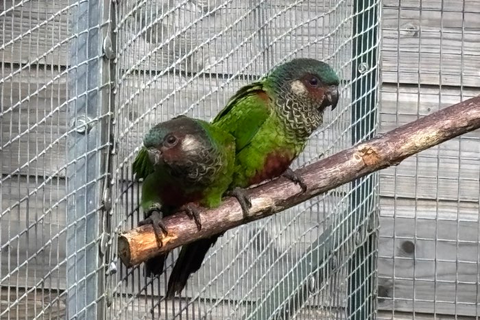 pyrrhura picta picta