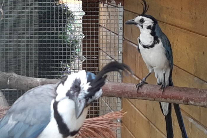 witborstlangstaartgaai